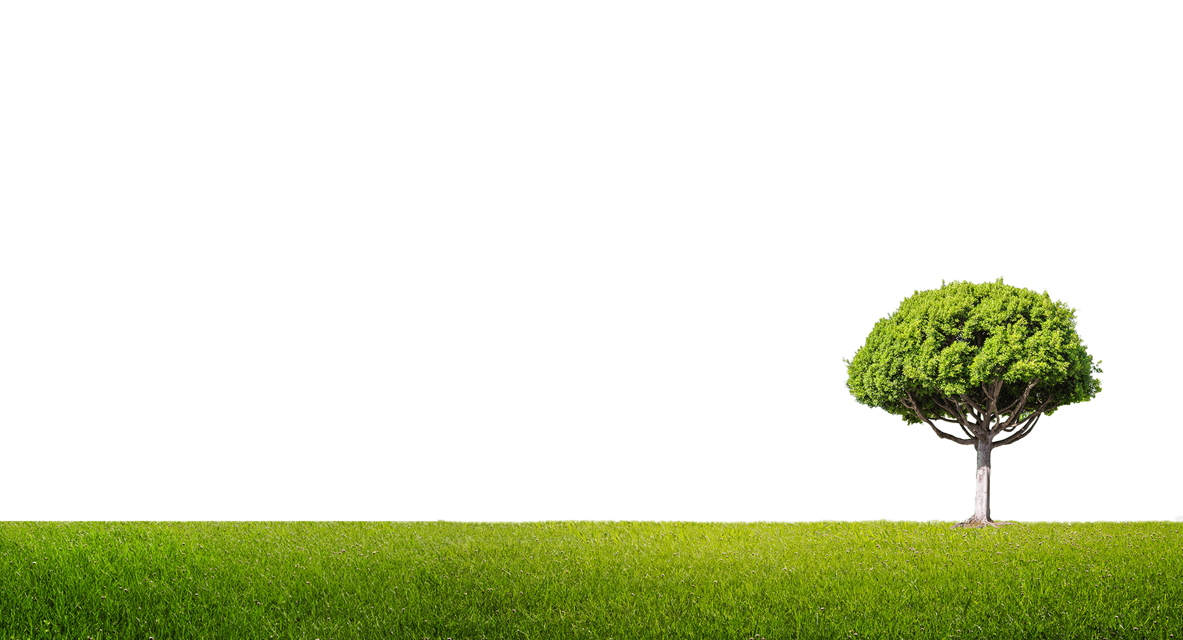Grass and Tree Background